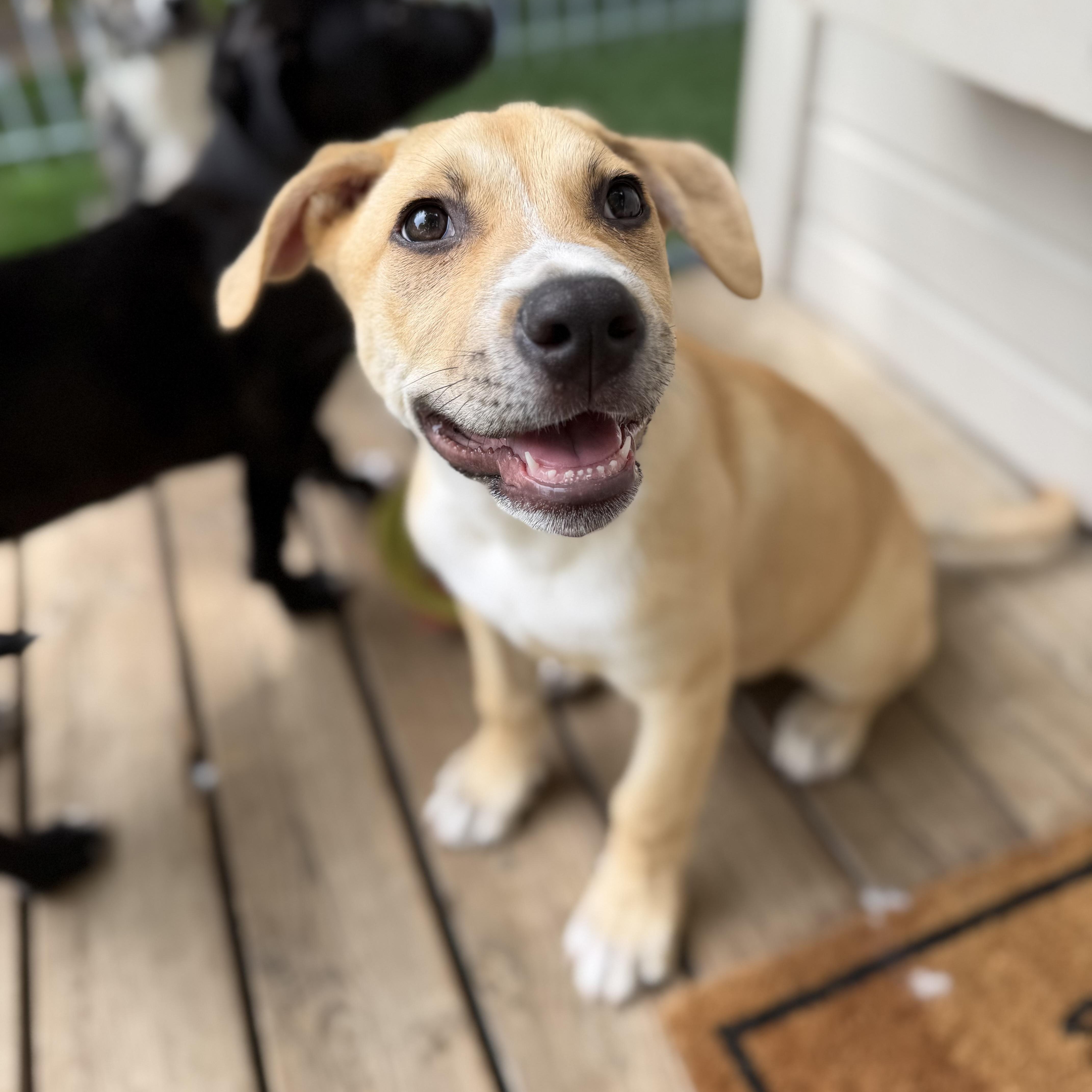 A baby large-sized male Pit Bull Terrier dog named Greg for adoption in Burbank, CA