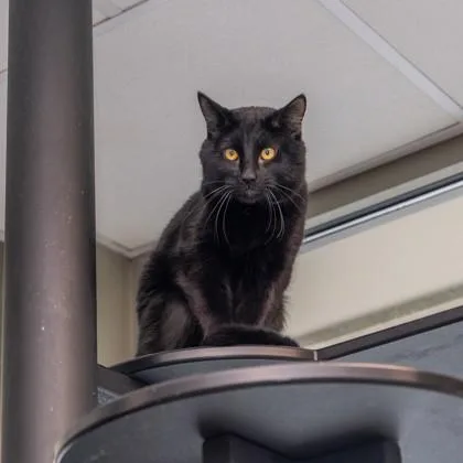 Midnight thumbnail 2