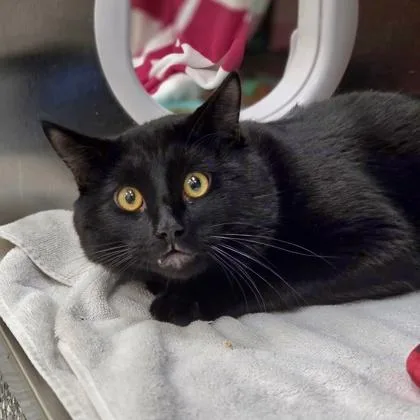 Midnight thumbnail 3