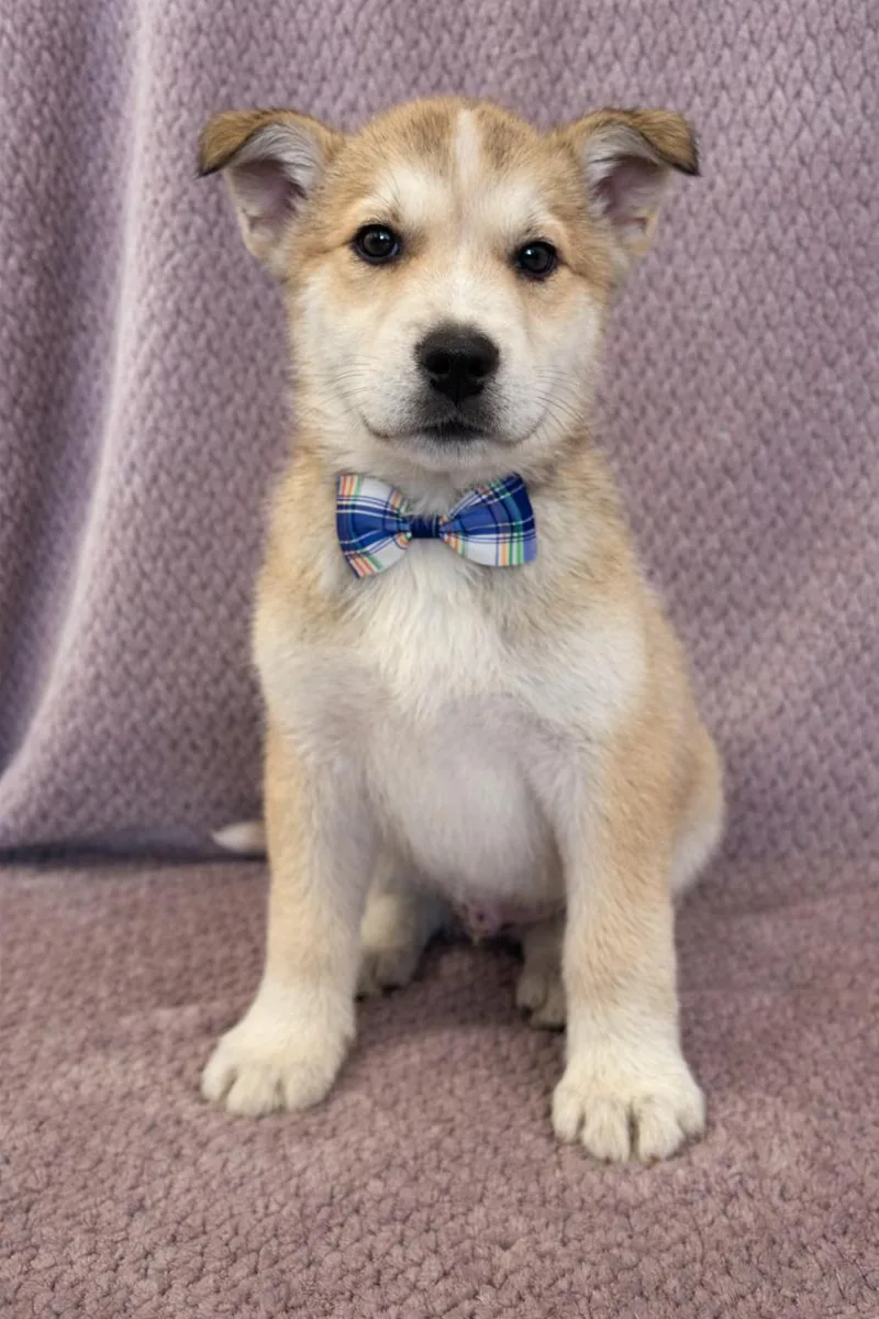 B. Scout thumbnail 2