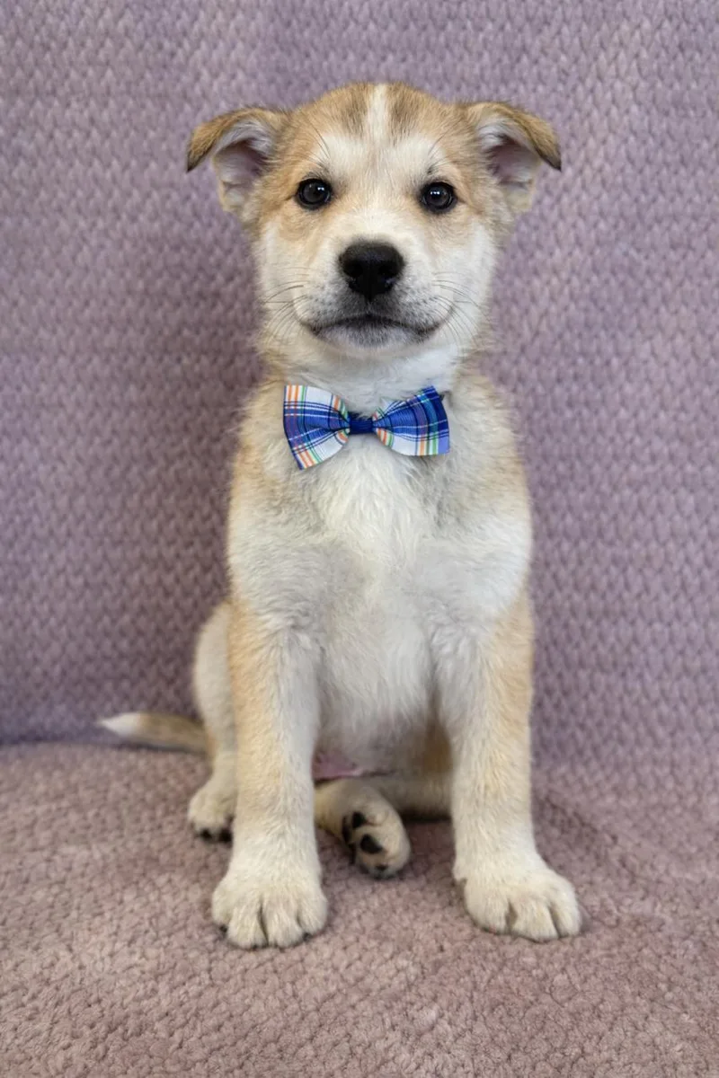 B. Scout thumbnail 3