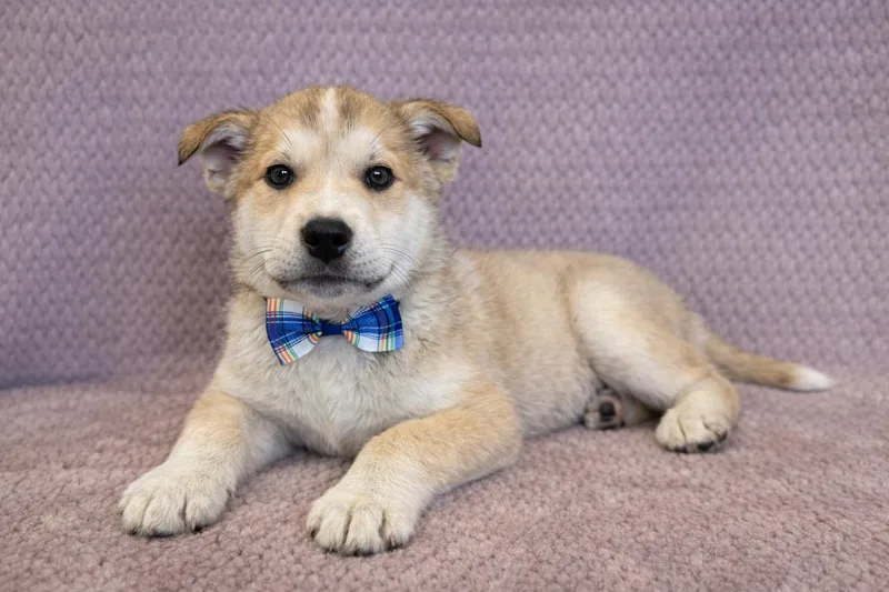 B. Scout thumbnail 4