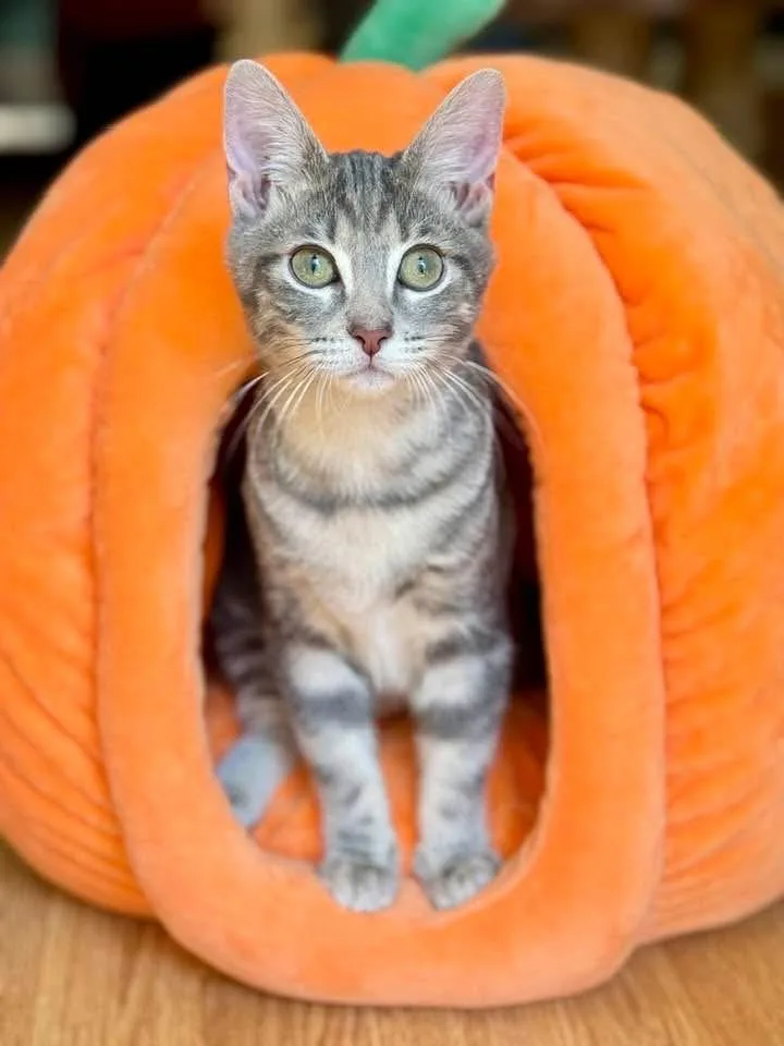 A young medium-sized female Gray / Blue / Silver Tabby cat named Tinkerbell for adoption in Keller, TX