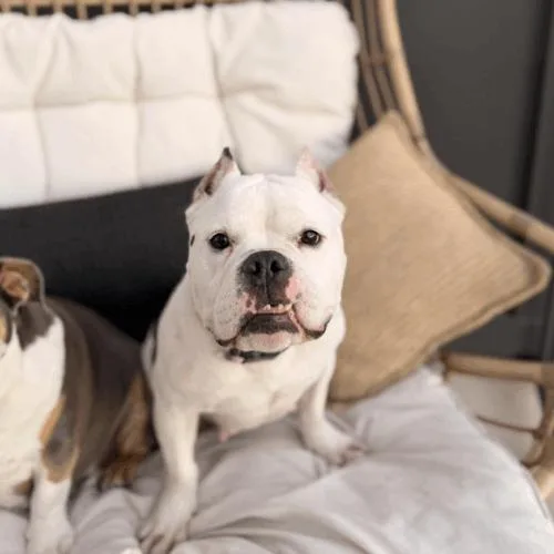 Cindy Pawford thumbnail 3