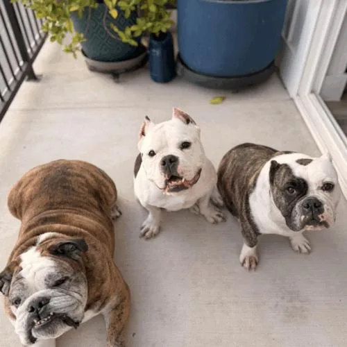 Cindy Pawford thumbnail 5