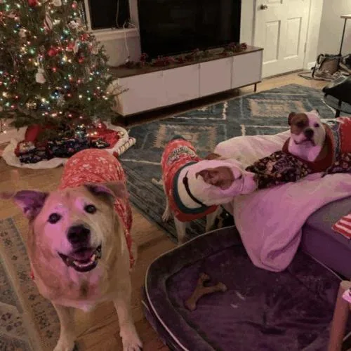 Huey (copy) thumbnail 2