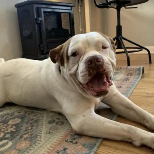 Huey (copy) thumbnail 3