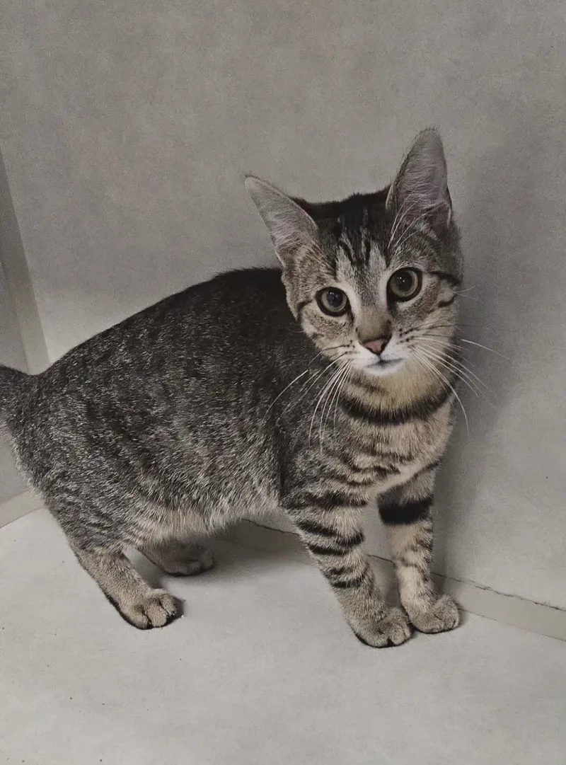 Junebug "bug" thumbnail 2