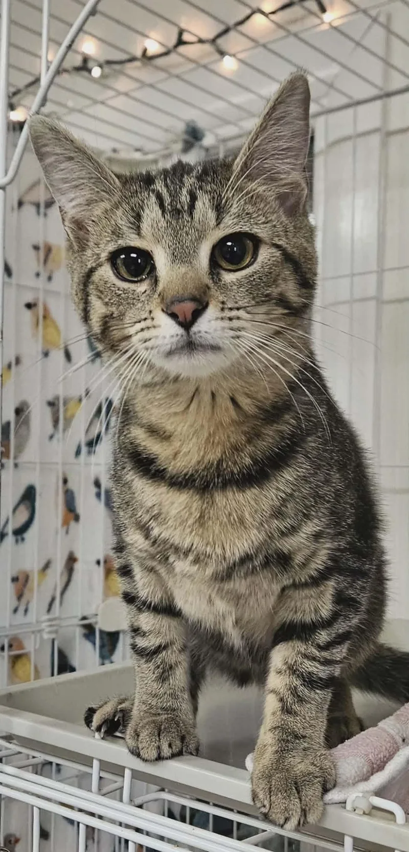 Junebug "bug" thumbnail 3