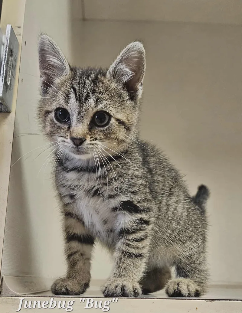 Junebug "bug" thumbnail 4