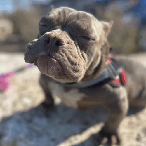 Junie Mae thumbnail 3