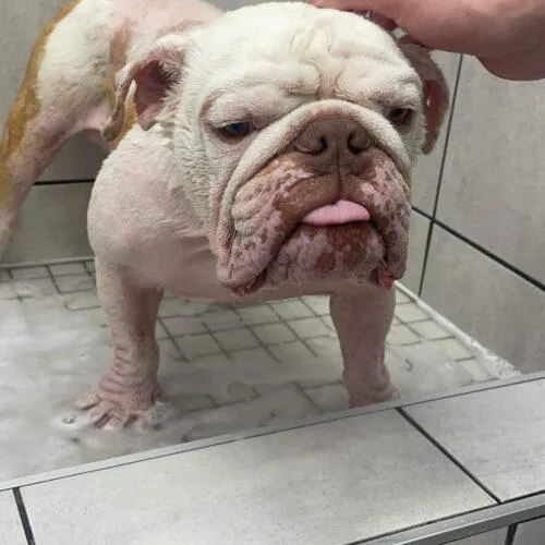 Wellington thumbnail 2