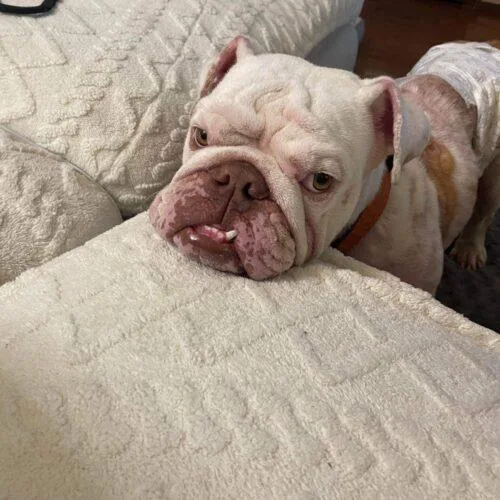 Wellington thumbnail 3