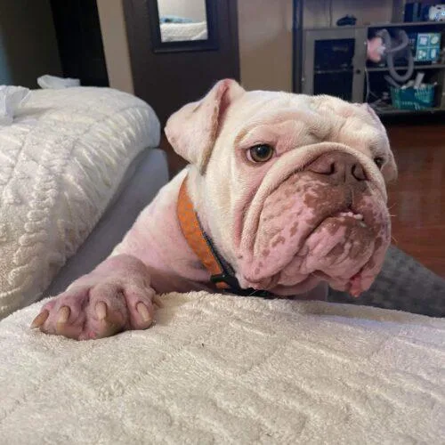 Wellington thumbnail 5