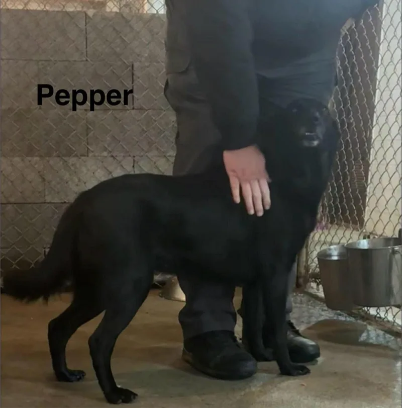 Pepper