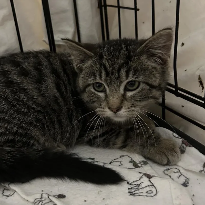 Stocking thumbnail 2