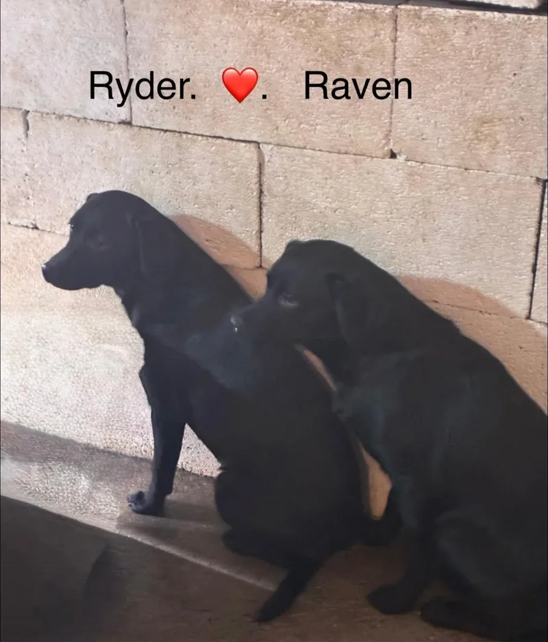 Ryder