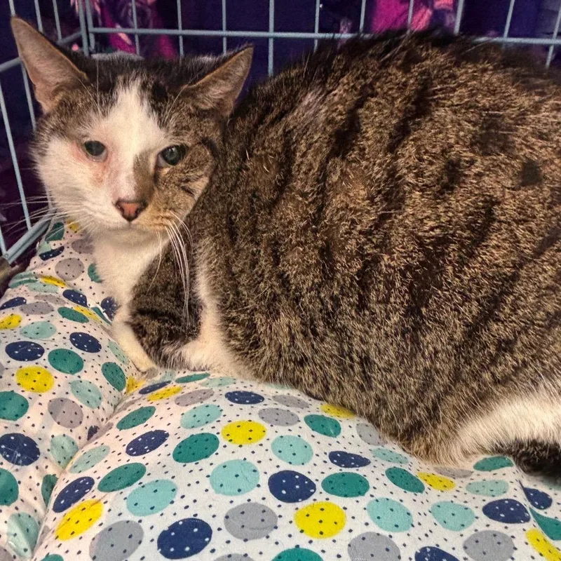 Howard Nye_ thumbnail 2