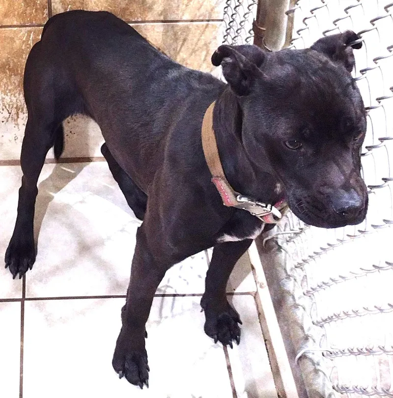 Nina Simone  Coming thumbnail 2