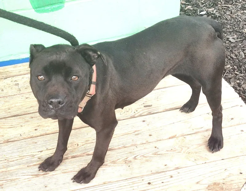 Nina Simone  Coming thumbnail 3