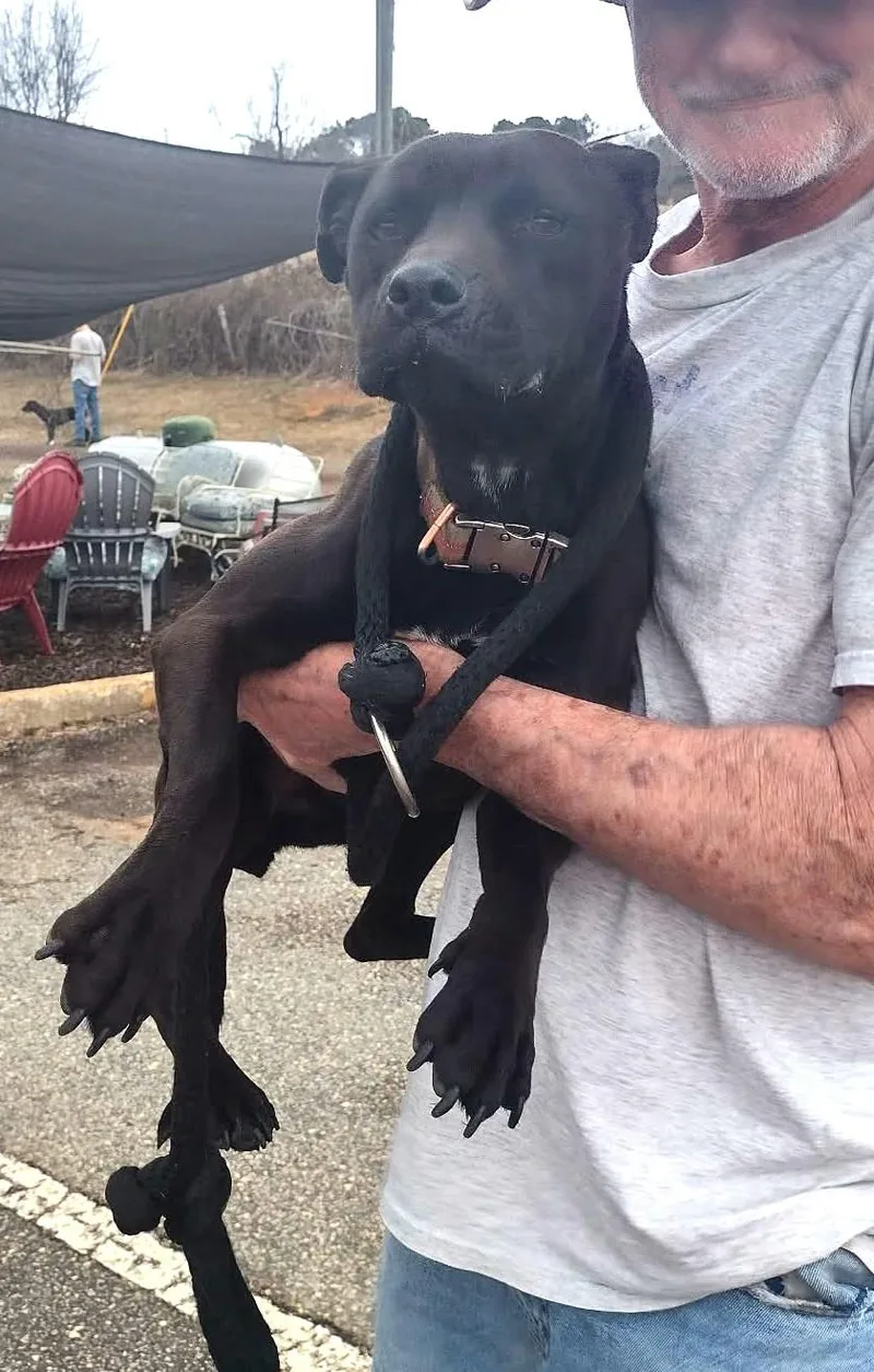 Nina Simone  Coming thumbnail 4