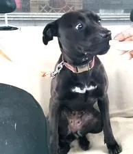 Nina Simone  Coming thumbnail 5