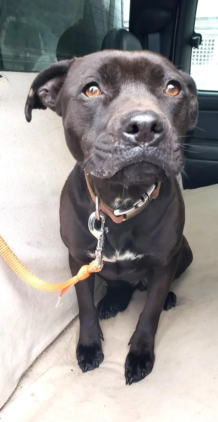 Nina Simone  Coming thumbnail 6