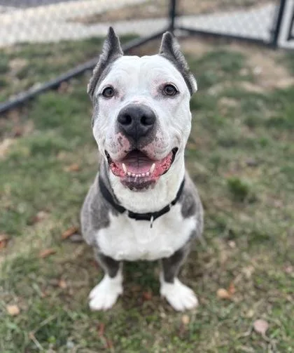 Betty Deville thumbnail 3