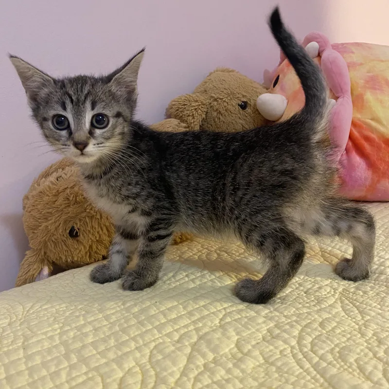 Sapphire thumbnail 2