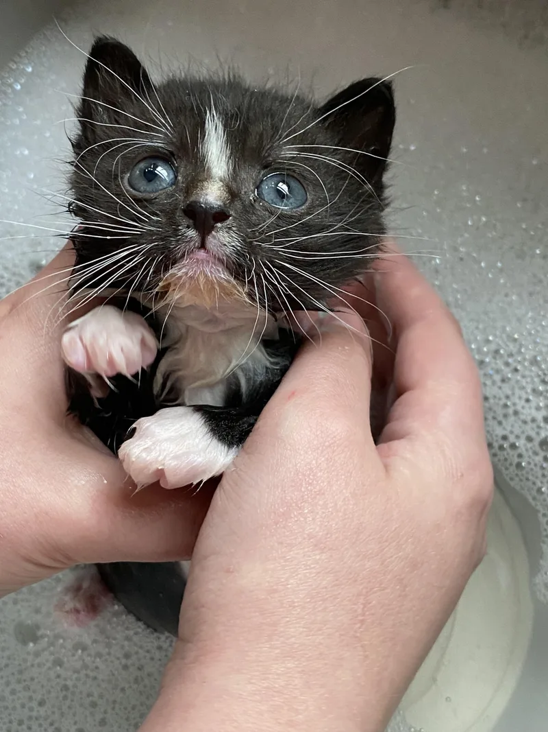 Pepe Le Mew thumbnail 2