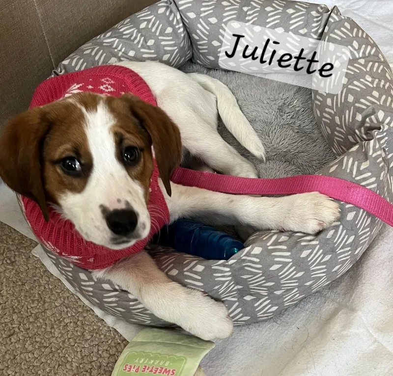 Juliette