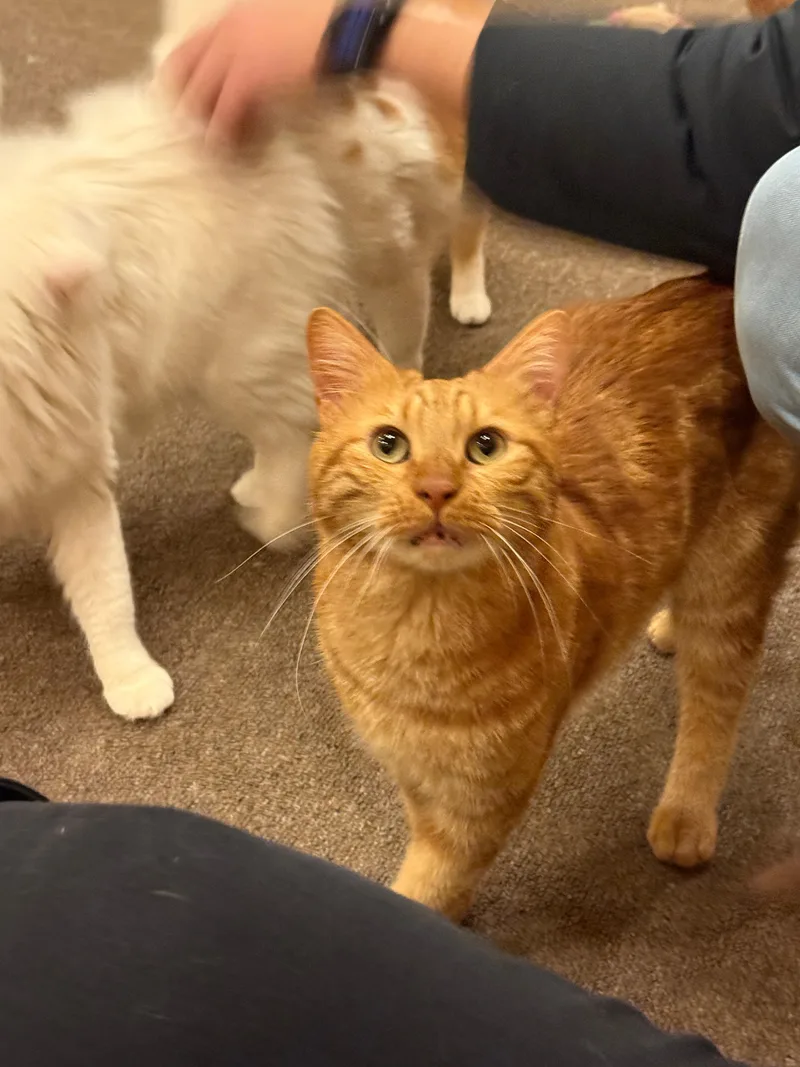 Mishmish  The Cuddliest thumbnail 3