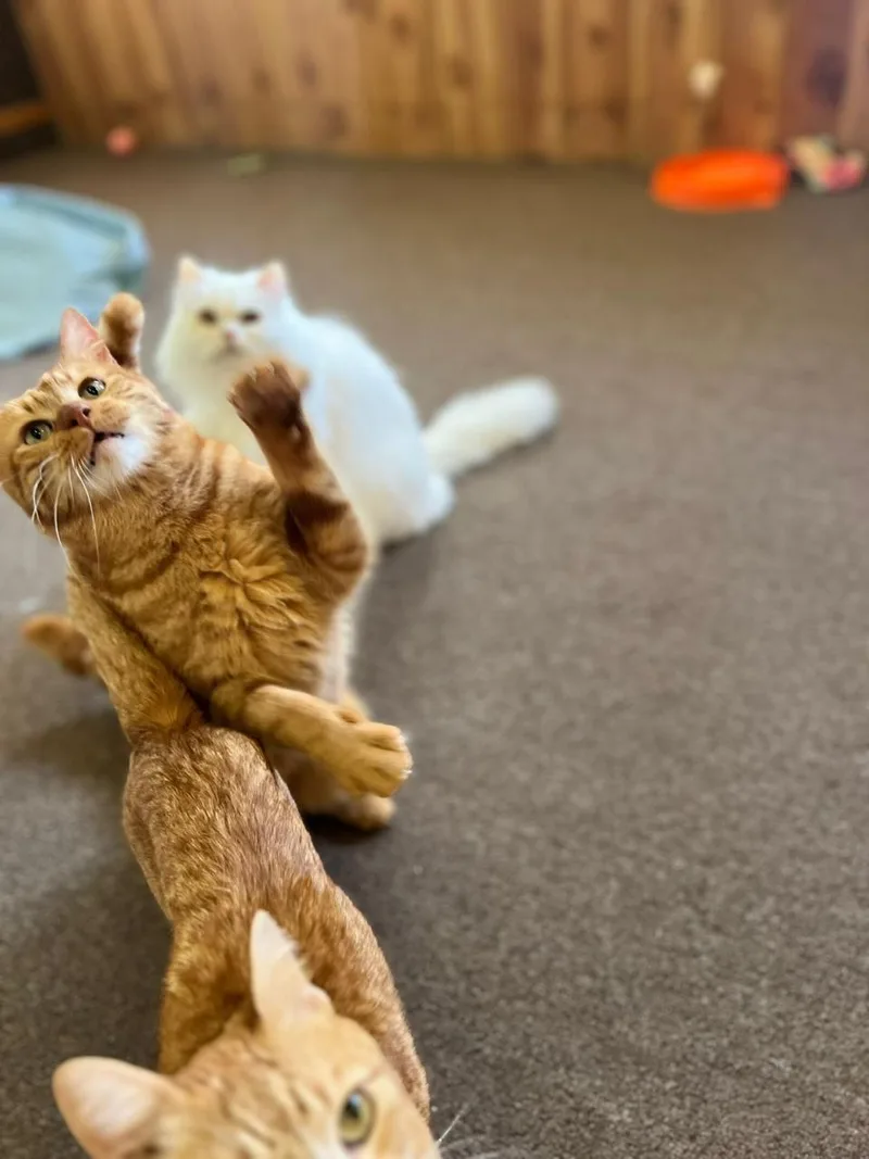 Mishmish  The Cuddliest thumbnail 4