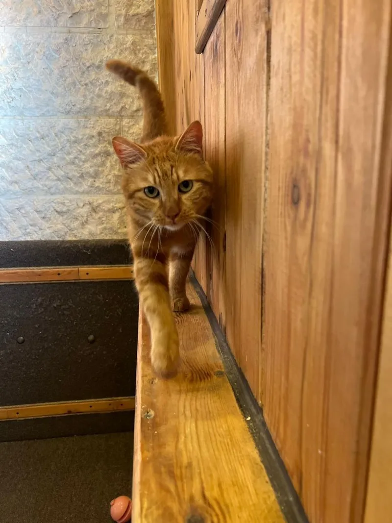 Mishmish  The Cuddliest thumbnail 5