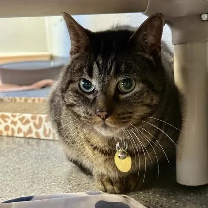 Mr. Pickles thumbnail 2