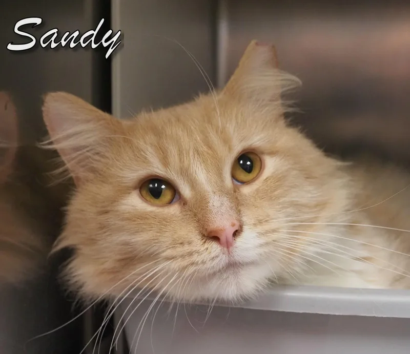 Sandy Cat