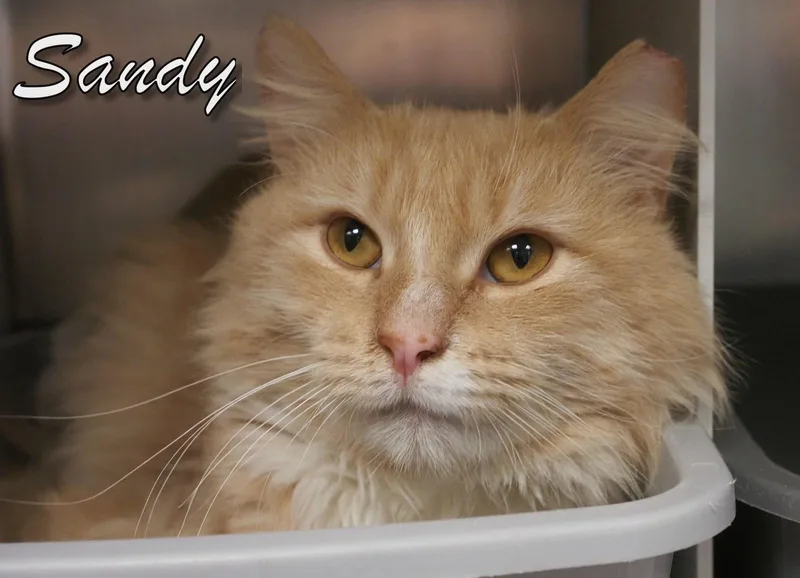 Sandy Cat thumbnail 2