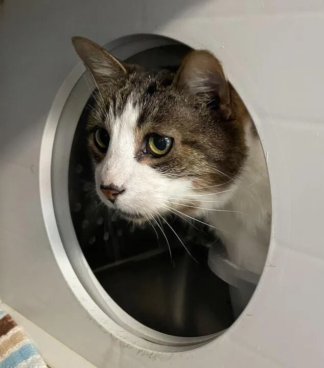 Honey Bun thumbnail 2