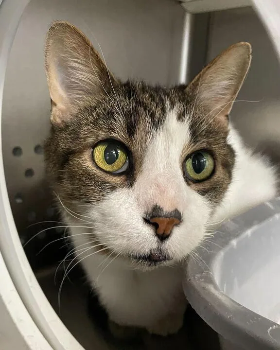 Honey Bun thumbnail 3