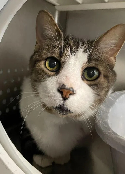 Honey Bun thumbnail 4