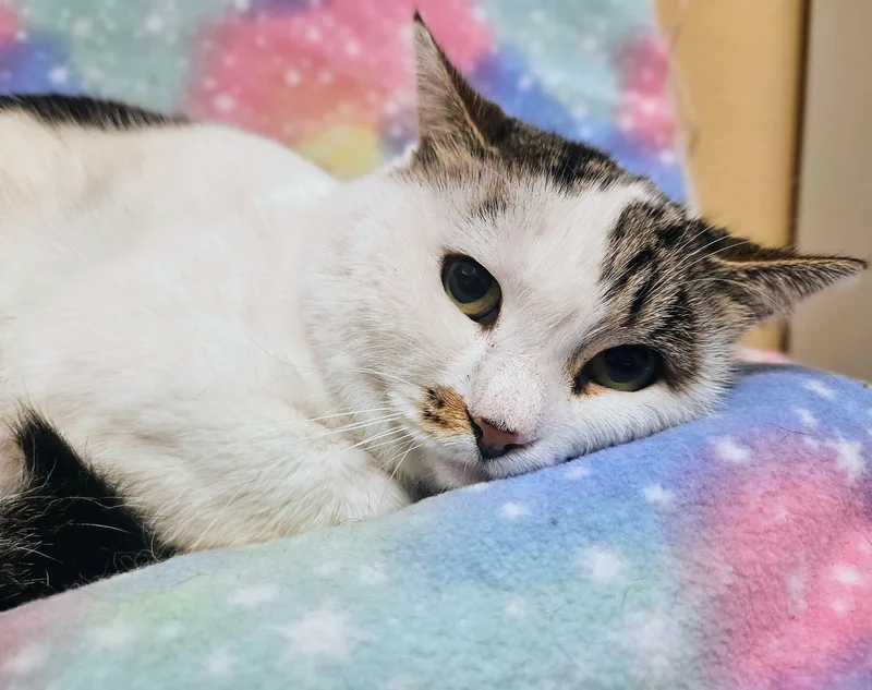 Patchy Rancho Cucamonga