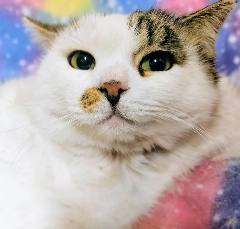 Patchy  Rancho Cucamonga thumbnail 2