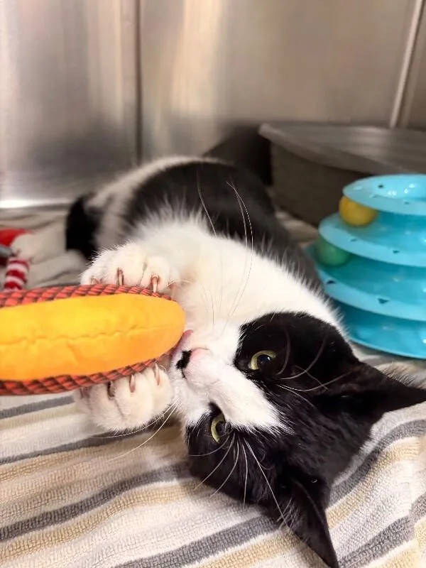 Fortnite thumbnail 3