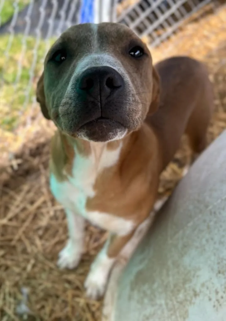 Flamingo thumbnail 2