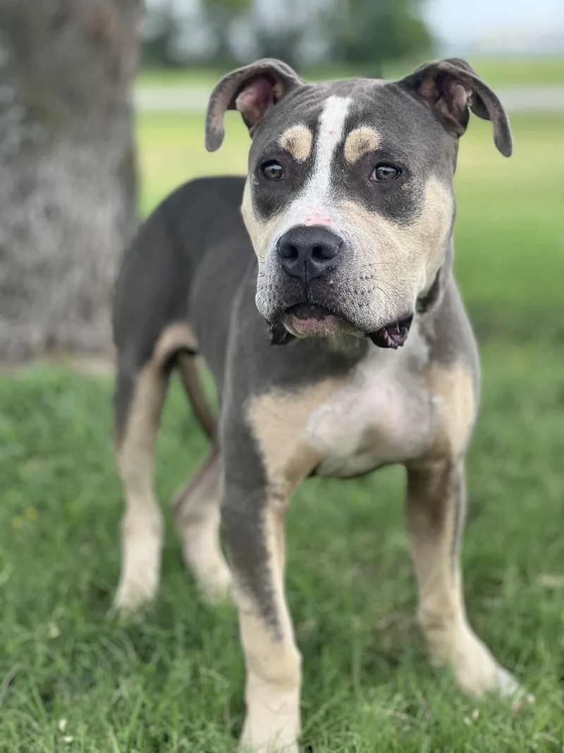 Boomerang thumbnail 2