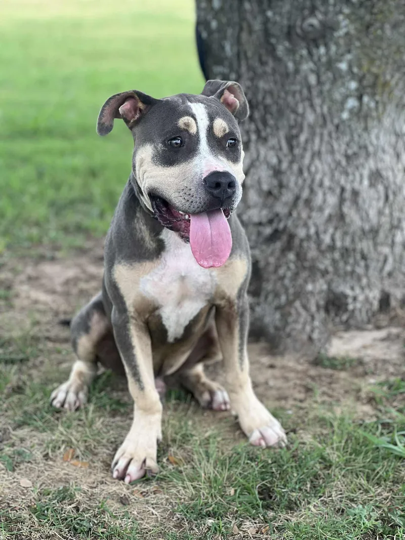 Boomerang thumbnail 3