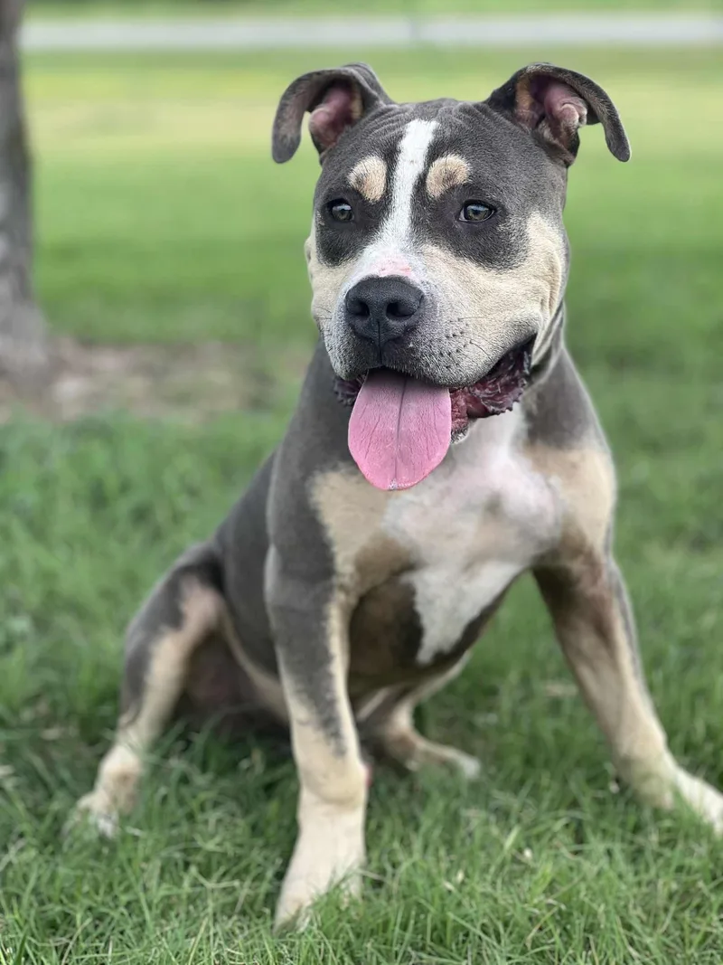 Boomerang thumbnail 4