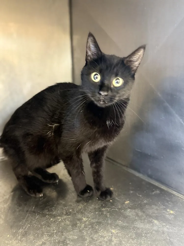 An adult small-sized female Black & White / Tuxedo Domestic Short Hair cat named Ansleigh C for adoption in Corinth, MS