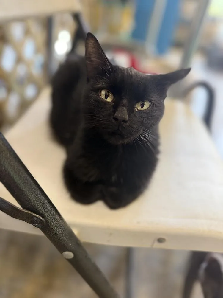 Ansleigh C thumbnail 2