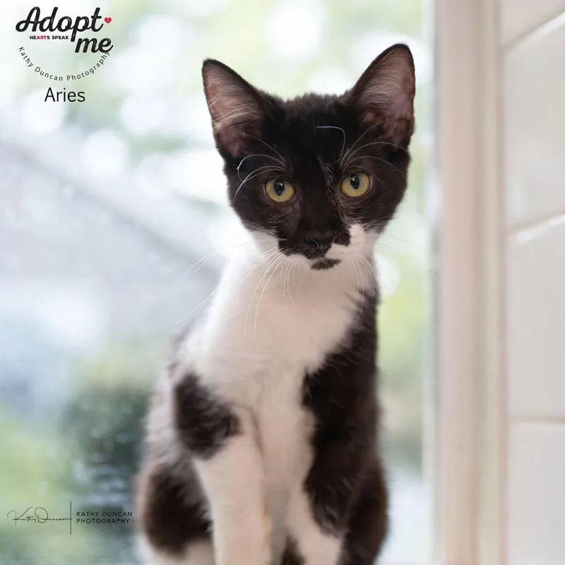 A baby medium-sized female Black Domestic Short Hair cat named Aries for adoption in Manchester, MO